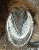 Laminitic foot